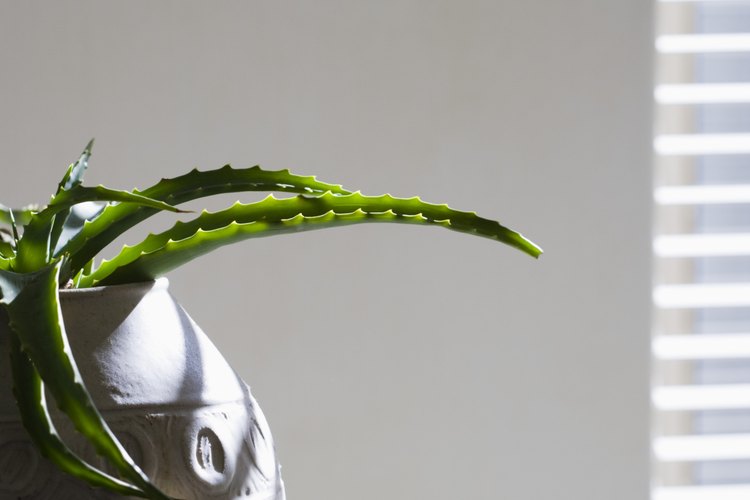 Extraído directamente de las hojas caseras, el aloe vera puede ser aplicado en la piel.