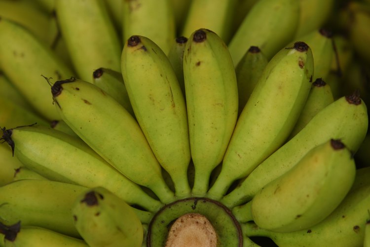 Puedes transformar un plátano de verde a maduro en un día.