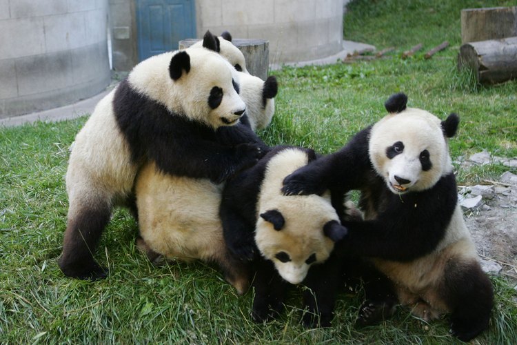 Pandas juegan en el Centro de Investigación y Protección de Wolong, en China.