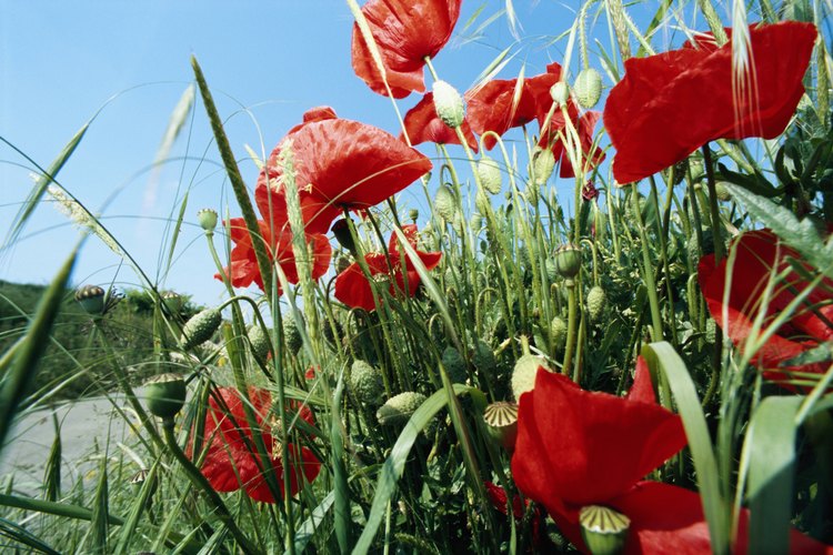 La amapolas plantas resistentes y comúnmente crecen en jardines alrededor del mundo.