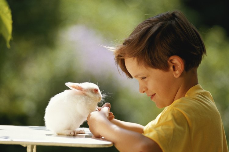 La Biblia contiene versos que hacen alusión a la inclusión de los animales por parte de Dios.