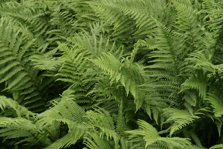 Aprende sobre plantas vasculares.