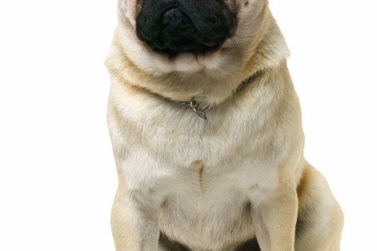 Consulta con tu veterinario.