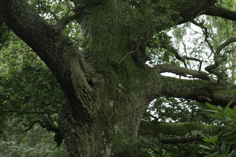 La madera de roble es no resinosa.