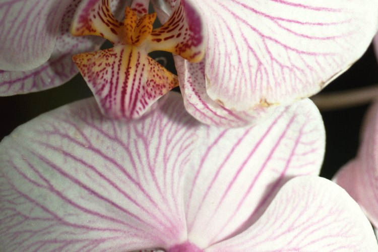 Las orquídeas florecen en un ambiente hogareño moderado.