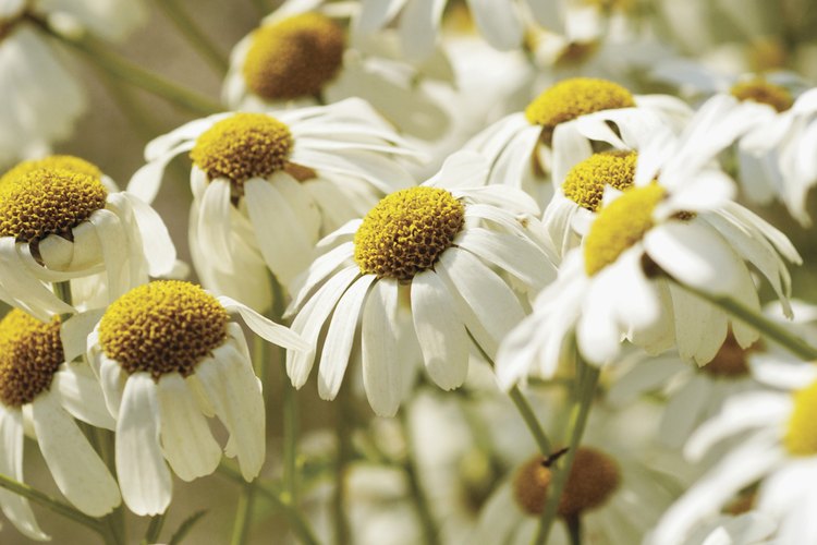 Utiliza las propiedades naturales del té de manzanilla para aclarar el cabello.