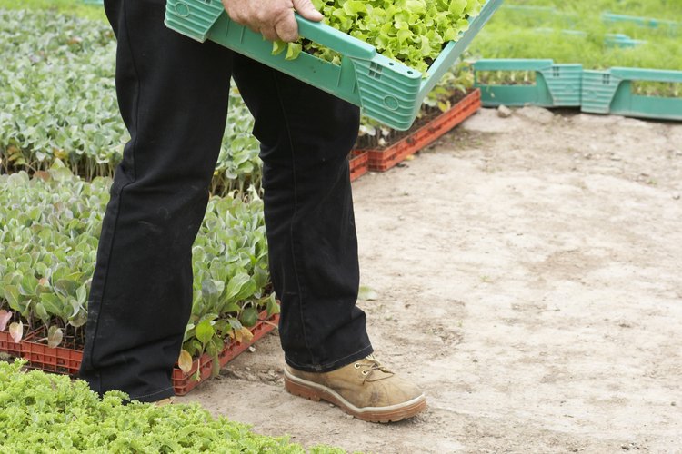 Plantas de lechuga jóvenes.
