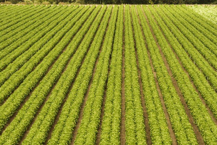 Lázaro Cárdenas impulsó una importante reforma agraria.
