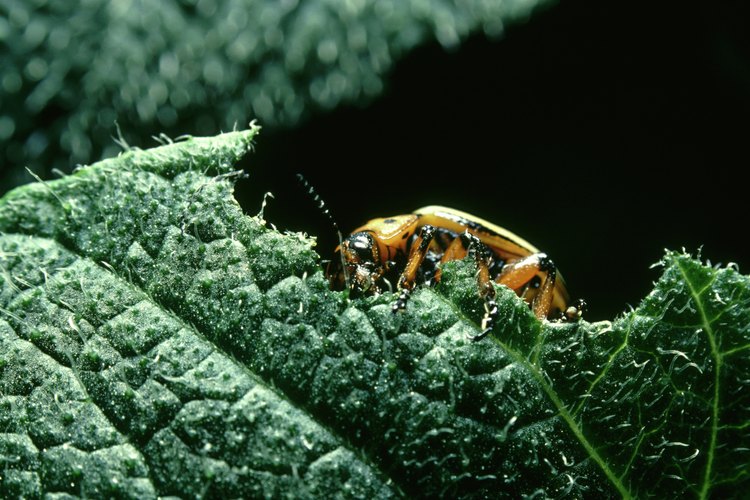 Un escarabajo de colores brillantes en una hoja verde.