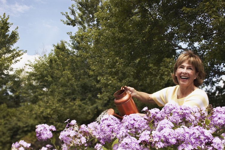 Mujer regando hortensias lilas.