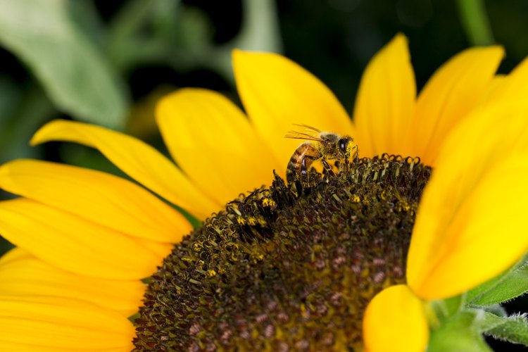 Explica cómo las hormigas, al igual que las abejas o avispas, viven en un grupo llamado colonia.