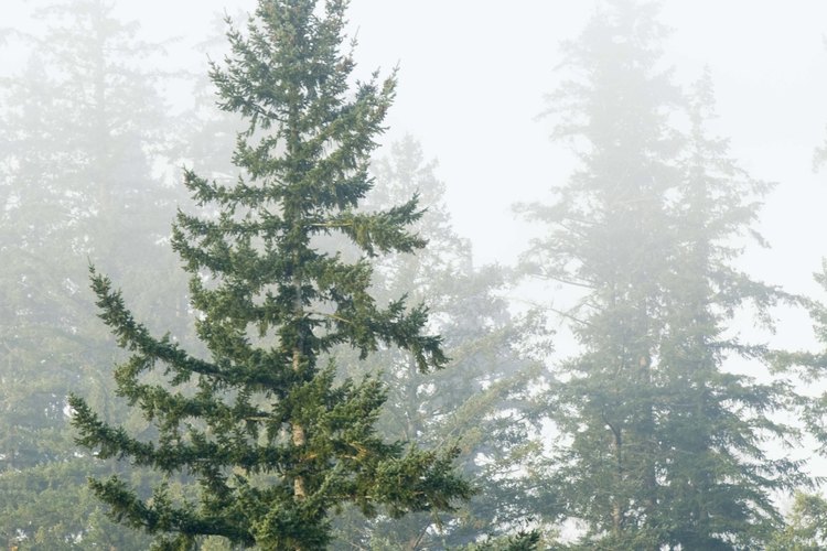 Los ecologistas estudian la tierra y ofrecen soluciones para la conservación de los recursos naturales.