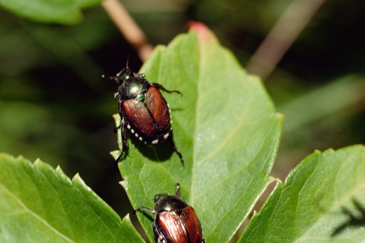 Los escarabajos vienen en muchas variedades, desde las pequeñas mariquitas a los escarabajos de grandes cuernos.