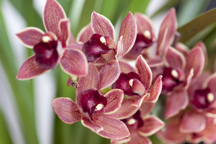 Las orquídeas son epífitas que obtienen sus nutrientes del aire.