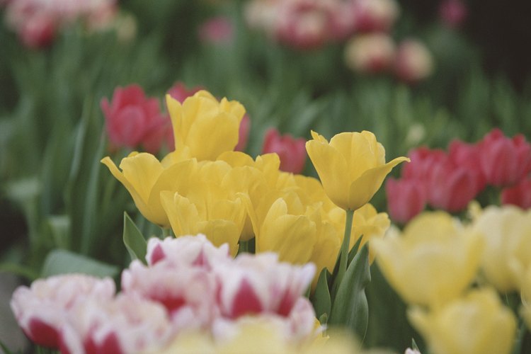 Un tulipán es descrito como una flor vistosa debido a su característica llamativa.