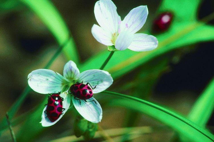 Las mariquitas cazan a los pulgones en el jardín.