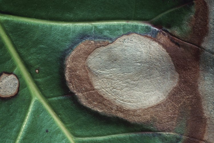 Si mandas la muestra de una planta muerta a un laboratorio, manda una que contenga ambas partes, la sana y la enferma.