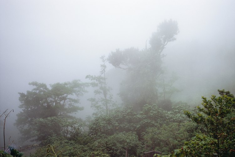 Las selvas tropicales a menudo reciben más de 100 pulgadas (254 cm) de lluvia al año.
