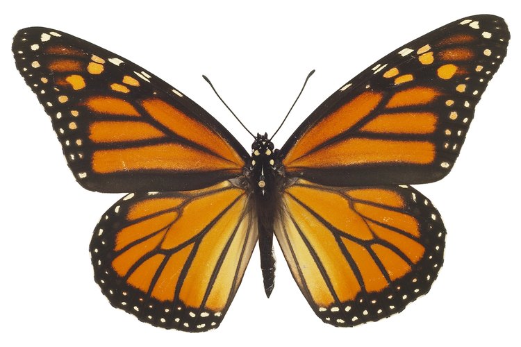 Mariposa.