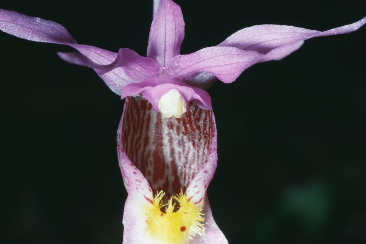 Las orquídeas pueden ser epífitas y producir raíces aéreas.