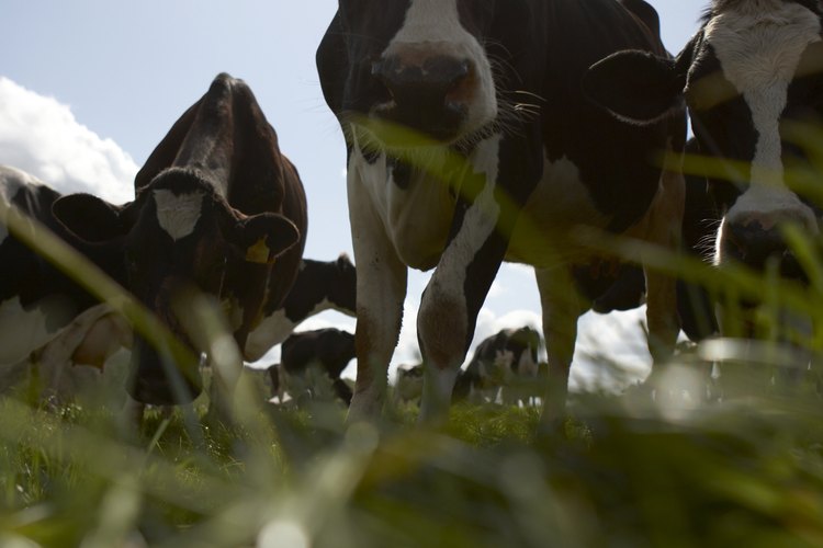Las vacas miran en la misma dirección cuando comen.