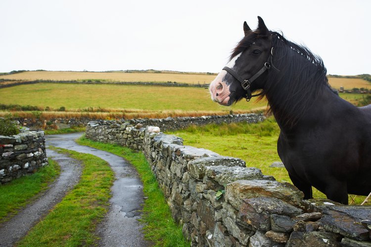 Ten cuidado con la alimentación de tu caballo.