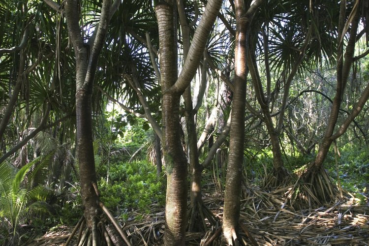 Las palmeras muestran un sistema de raíces fibrosas.