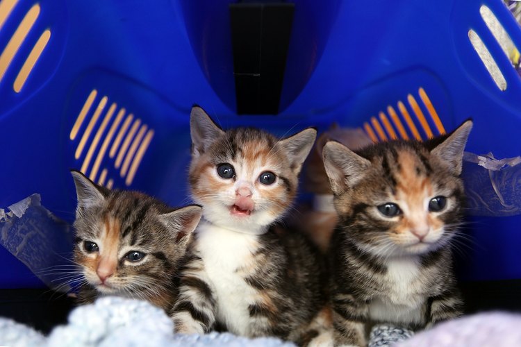 Gatitos huérfanos.