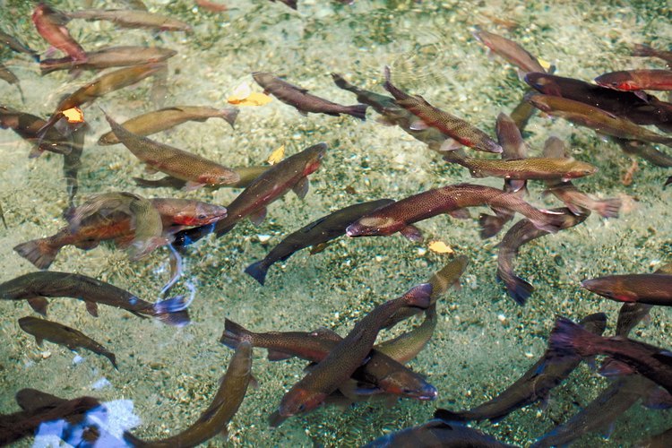 La pesca de trucha en Georgia requiere una licencia adicional