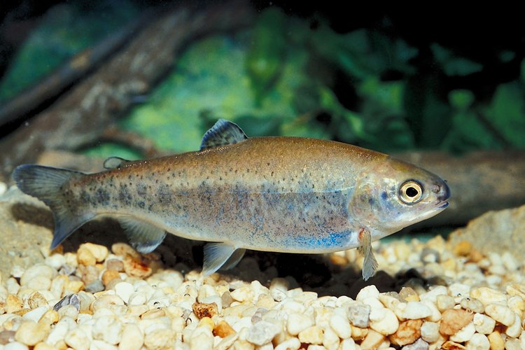 Numerosas clases de peces se encuentran en los lagos del Stone Mountain Park.