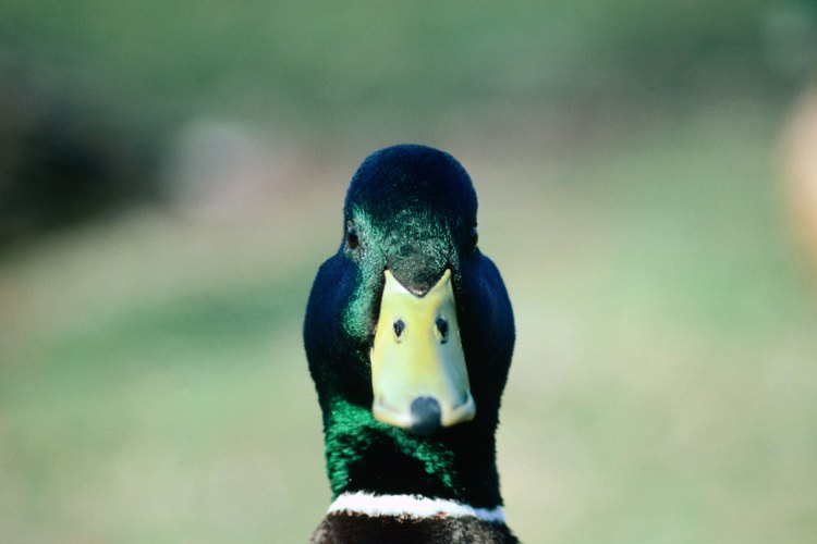 La cabeza del pato macho toma un color verde brillante durante el apareamiento.