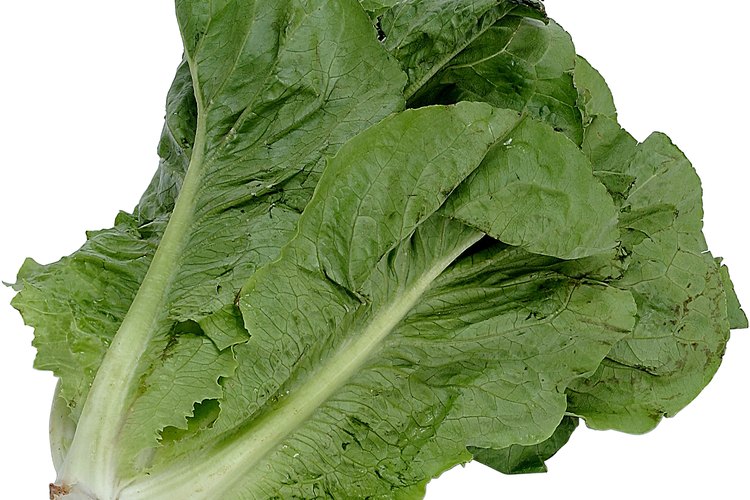 Inspecciona regularmente la lechuga para ver si tienes hojas o manchas amarillas.