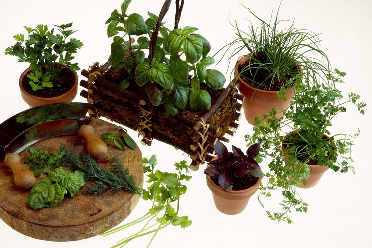 Los cocineros puedes cultivar hierbas como perejil y cilantro en macetas en el interior.