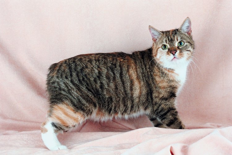 Gato rabón de pelo corto.