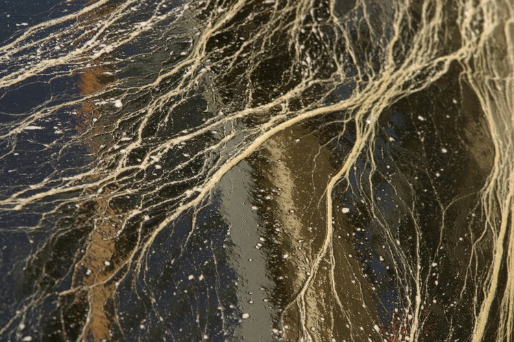 Cómo eliminar los nematodos del nudo de la raíz.