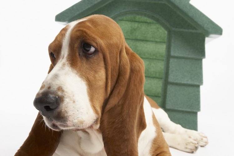 Si tienes un patio trasero seguro, puedes construir una cucha de perros para que tu mascota duema afuera cuando quiera.