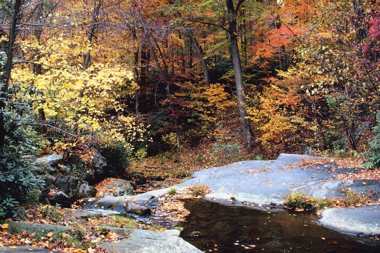 Explora los densos bosques de roble, haya, arce y cicuta al este de Pennsylvania.