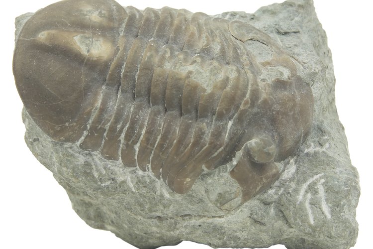 Los trilobites acuáticos se desarrollaron en los mares carboníferos.