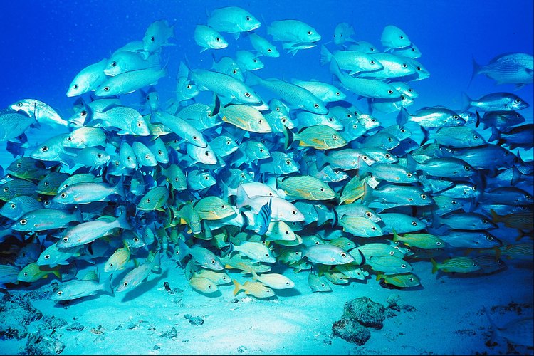 Cozumel es una preciosa isla en el Caribe Mexicano famosa por tener el segundo arrecife de coral más grande del mundo. Aprovecha tu visita y conoce Cozumel bajo el agua.