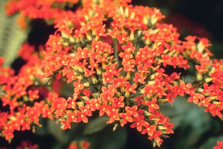 La planta kalanchoe crecerá durante muchos años si logras las condiciones adecuadas.