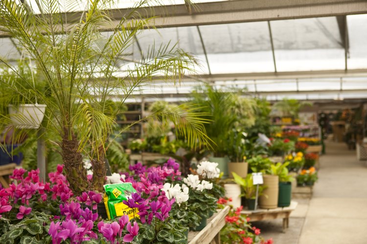 Cultivar flores en un invernadero es la forma más fácil de obtener plántulas.