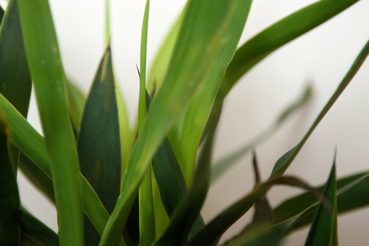 Coloca plantas de interior en tu dormitorio para ayudar a circular y limpiar el aire.