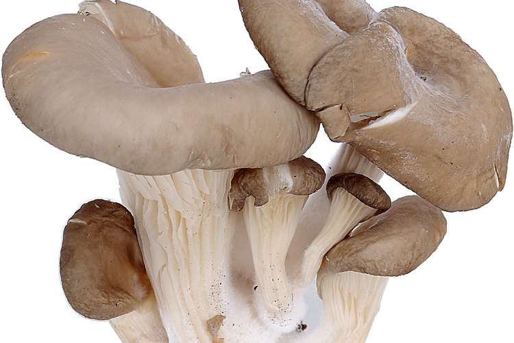 Los investigadores pregonan que los hongos tienen otros beneficios para la salud tales como los efectos antivirales y anticancerígenos, así como propiedades para reducir el colesterol.