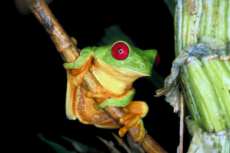 Los científicos investigan la relación entre las ranas e insectos.