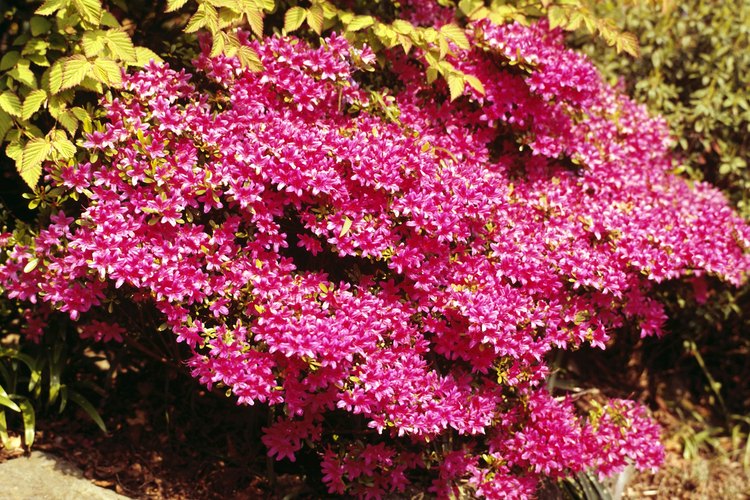Las azaleas requieren menos fertilizantes que muchos otros arbustos.