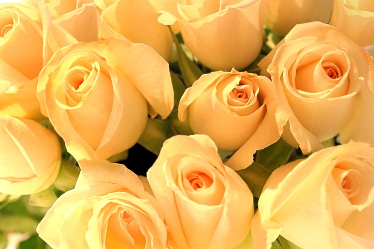 Los colores de las rosas tienen un significado particular.
