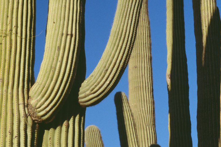 El saguaro suele ser usado en paisajes desérticos.