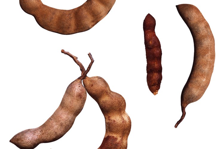 Los arbustos de leguminosas producen vainas de semillas.