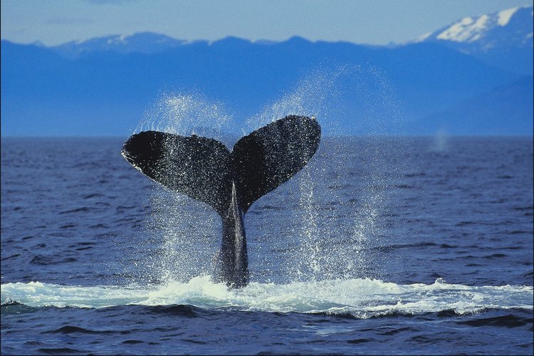La observación de ballenas es una actividad turística muy popular en muchos países.