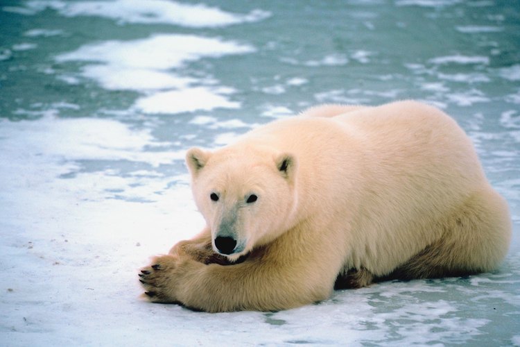 Las duras condiciones climáticas hacen que los osos polares deban adaptarse a su hábitat.